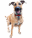 Wuffharmonie